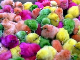 Cute Easter Chicks Wallpaper Cool Christian