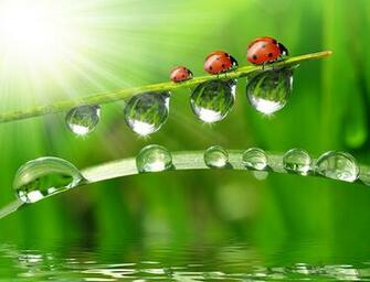 Wallpaper Ladybird Insects Drops Grass Three Animals Closeup