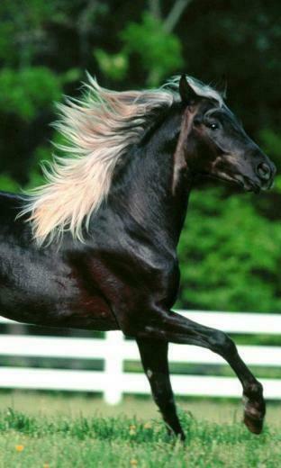 Horses Live Wallpaper Screenshot