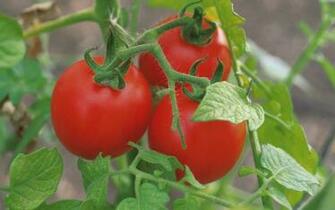 Wallpaper Tomatoes Vegetable Garden Three Ultra