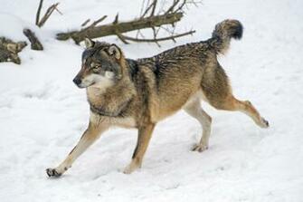 The World S Best Photos Of Canid And Dog Hive Mind