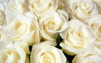 White Rose Background Wallpaper HD Background Desktop
