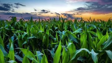 Corn Field Background