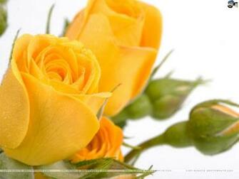 Wallpaper Flowers Roses