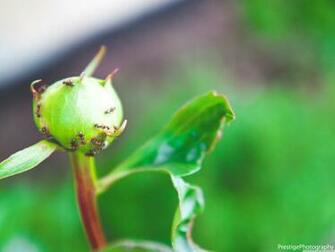Antz 4k HD Desktop Wallpaper For Ultra Tv Wide