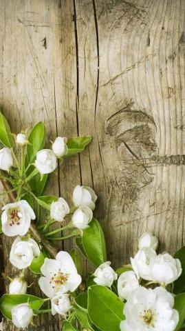 Android Wallpaper Beautiful Spring