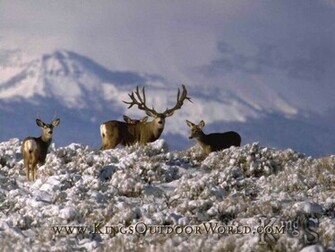 Animals For Mule Deer Wallpaper