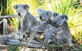 Kali Wallpaper Cute Koala Bear HD