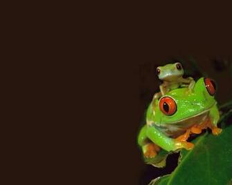 Red Eyed Tree Frogs