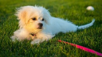 Puppy Computer Wallpaper Desktop Background HD