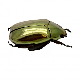Scarab Beetle Wallpaper
