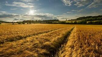 Grain Wallpaper