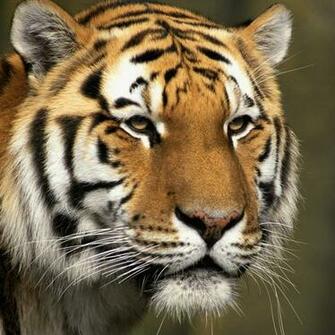 Tiger iPad Wallpaper Background And Theme