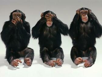 Monkey Wallpaper Tiptop 3d HD Collection