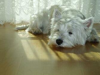 West Highland Terrier Desktop Wallpaper Nr By Visionfez