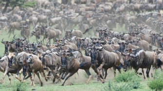Stampede Of Wildebeest Wallpaper