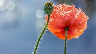 Poppy Wallpaper