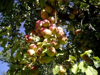 Kashmir Apple Tree Wallpaper Desktop Background