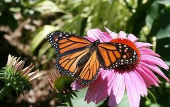Monarch Butterfly Wallpaper Hivewallpaper