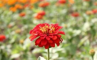 Labels Flowers Pictures Wallpaper Zinnia