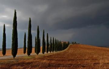Wallpaper Field Trees Landscape Cypress Hill Image For Desktop