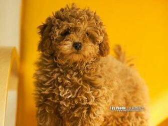 Toy Poodle Puppy Wallpaper No Desktop Wallcoo