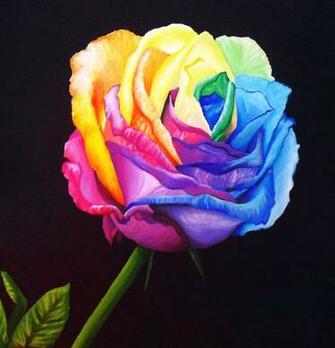 Dye Flowers Rainbow Roses And Tie