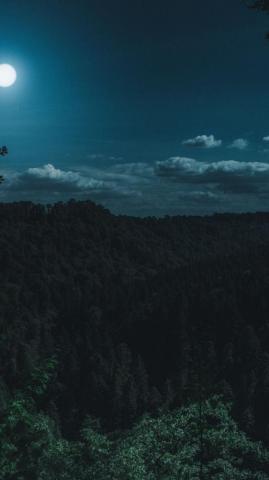 Green Forest Trees Night Moon Nature Wallpaper