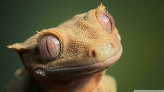 Gecko Wallpaper X Net