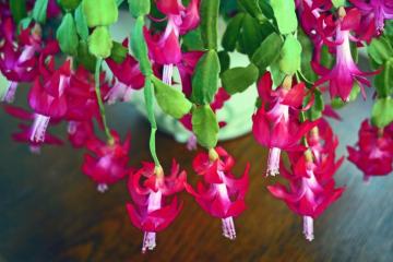 Christmas Cactus Care For A Plant