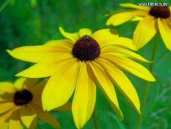 Yellow Daisy HD Wallpaper In Flowers Imageci