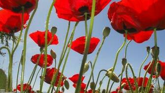 Red Poppies Wallpaper Open Walls
