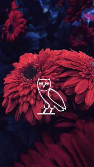 Drake At His Finesse Wallpaper