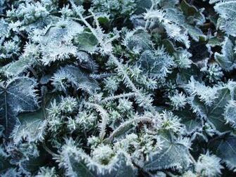 Frosted Ivy Desktop Wallpaper Iskin Co Uk