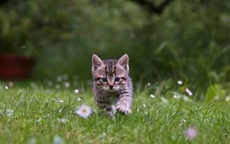 Kitten Wallpaper Hq