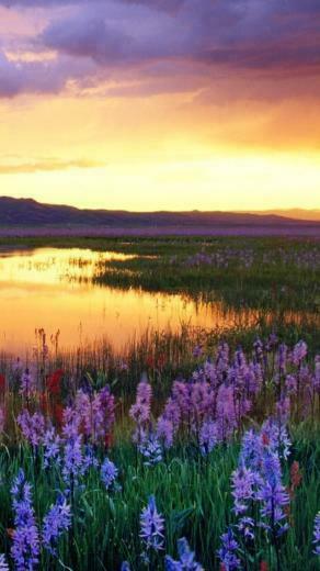 Spring Sunset iPhone HD Wallpaper
