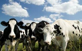 Herd Of Curious Black And White Cows Wallpaper Animal