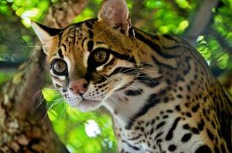 Ocelot 4k Ultra HD Wallpaper Background Image Id