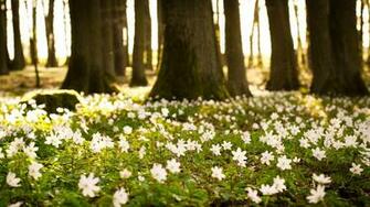 Spring Wallpaper HD Background Cover iPhones