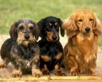 Lovely Dachshund Wallpaper