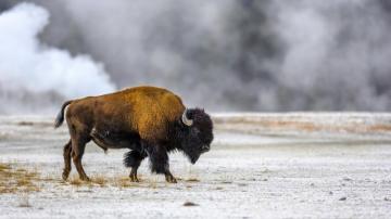 When The Bison Come Back Will Ecosystem Follow Wired