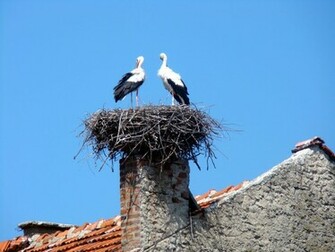 Stork Wallpaper White Picture Nest Bird Description