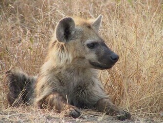 Hyena Wallpaper