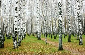 White Birch Forest Wallpaper Wall Mural Muralswallpaper Co Uk