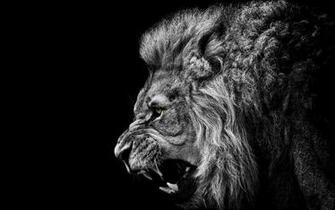Roaring Lion Animal High Definition Desktop Background