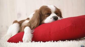 Wallpaper Cavalier King Charles Spaniel X HDtv