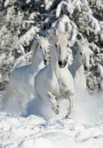 Desktop Background 4u Winter Scenes