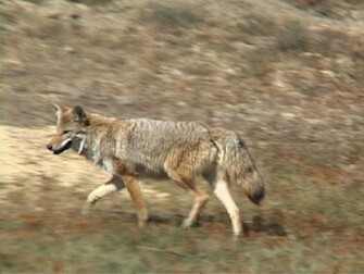 Animation Coyote Wallpaper Picture