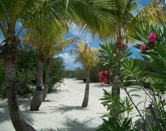 Tropical Desktop Wallpaper Royalty Pictures For Websites