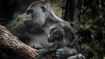 Gorilla 4k Ultra HD Wallpaper